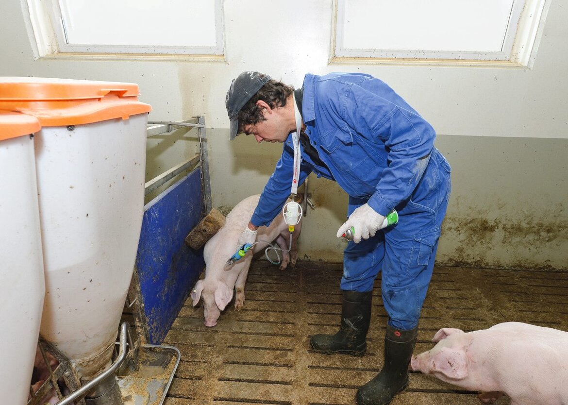 Ein Landwirt oder Tierarzt impft ein Schwein in einer Bucht