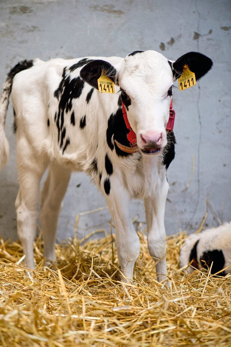 Kalb in einer Strohbox