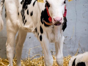 Kalb in einer Strohbox