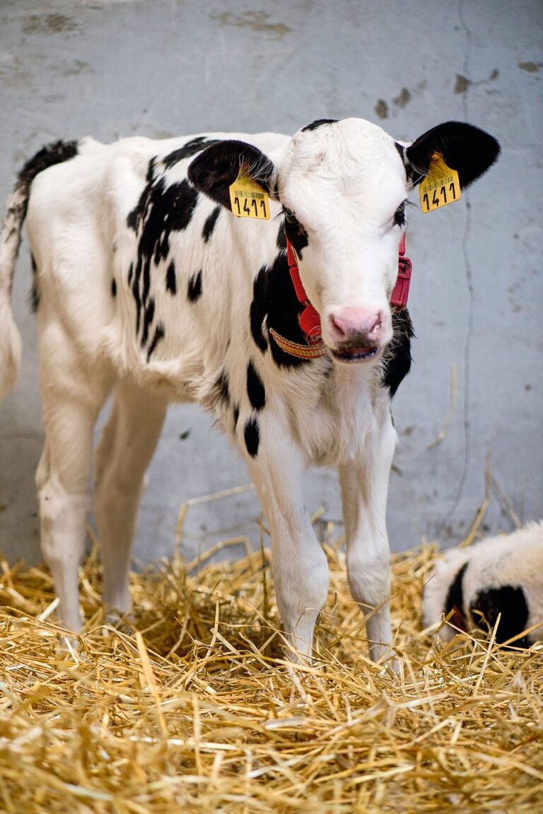 Kalb in einer Strohbox