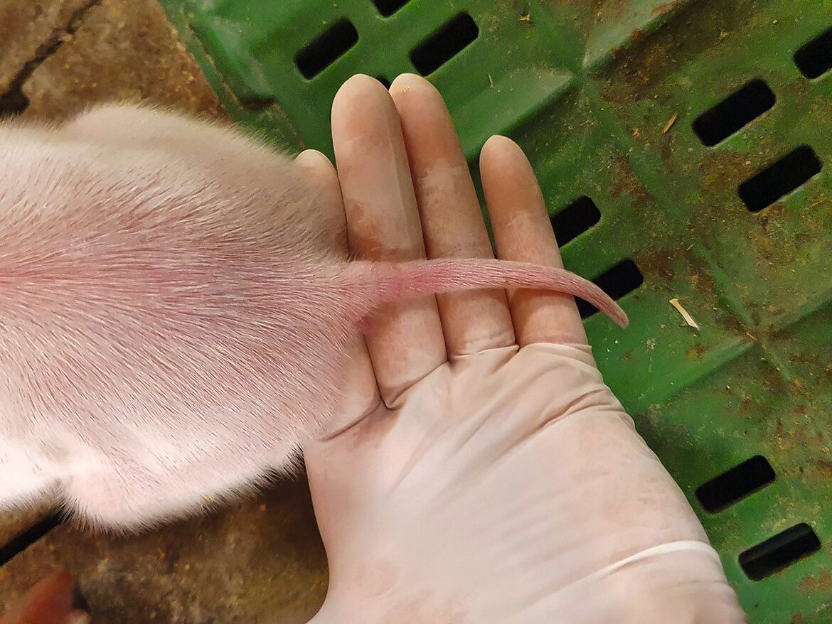 Ferkel mit entzündeter Schwanzspitze