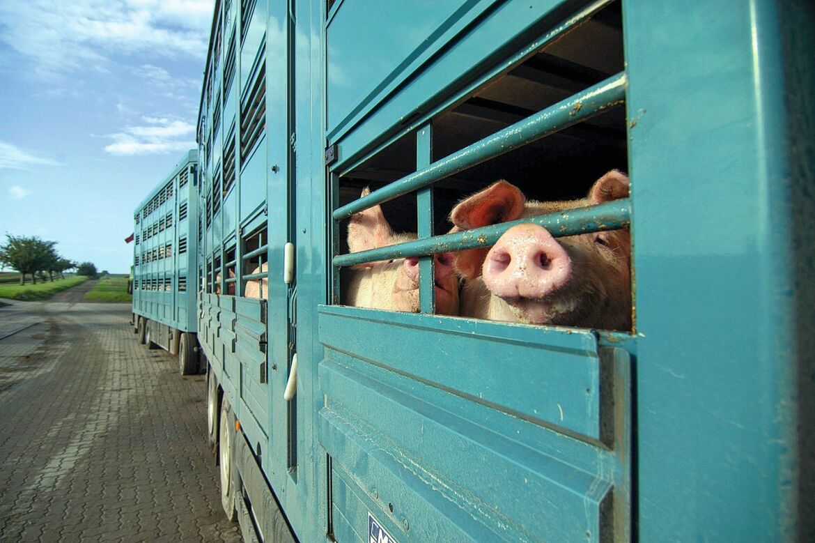 Tiertransporter mit Schweinen