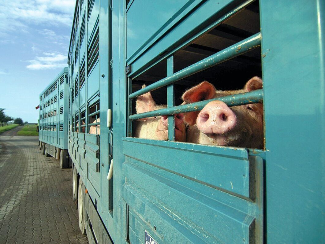 ASP-Restriktionen. Unbedenkliches Fleisch wird stigmatisiert