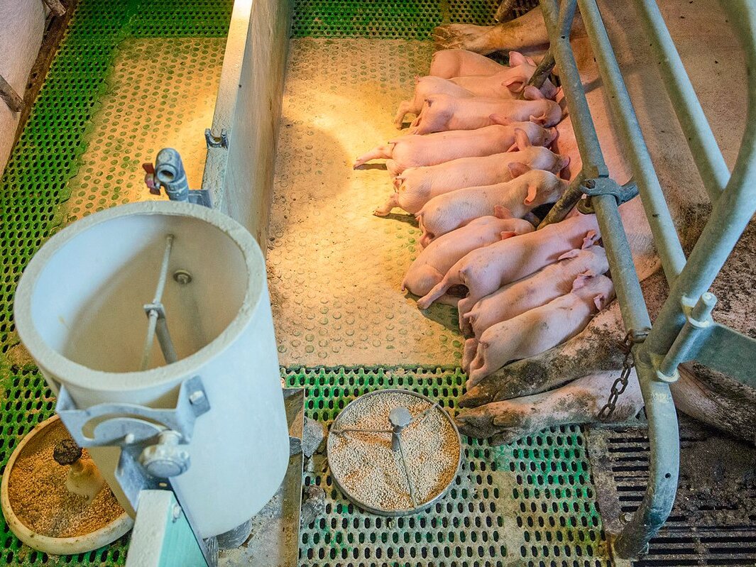 Ferkel im Abferkelstall