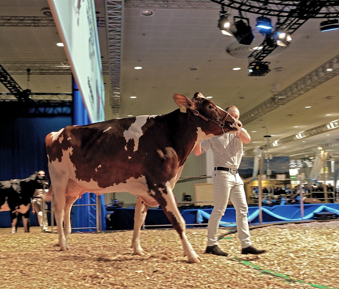 Kuh auf der Showbühne bei der Eurotier