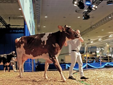 Kuh auf der Showbühne bei der Eurotier