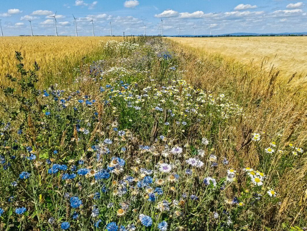 Eco-Schemes. Prämien werden nachgebessert