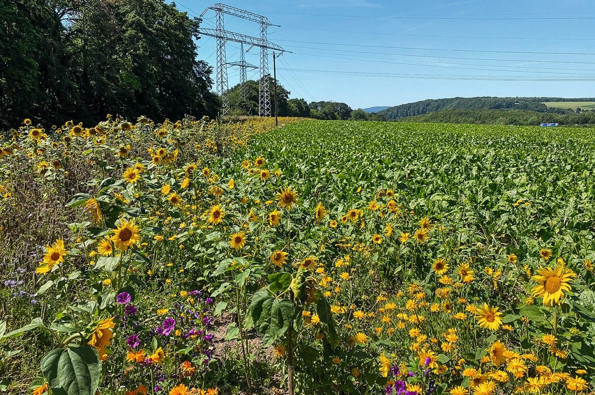 Biodiversität 