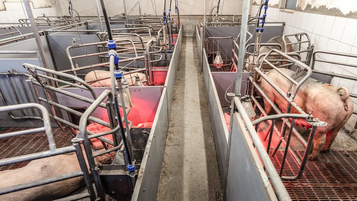 Bewegungsbuchten Abferkelstall