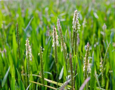 Weizenfeld mit Ackerfuchsschwanz