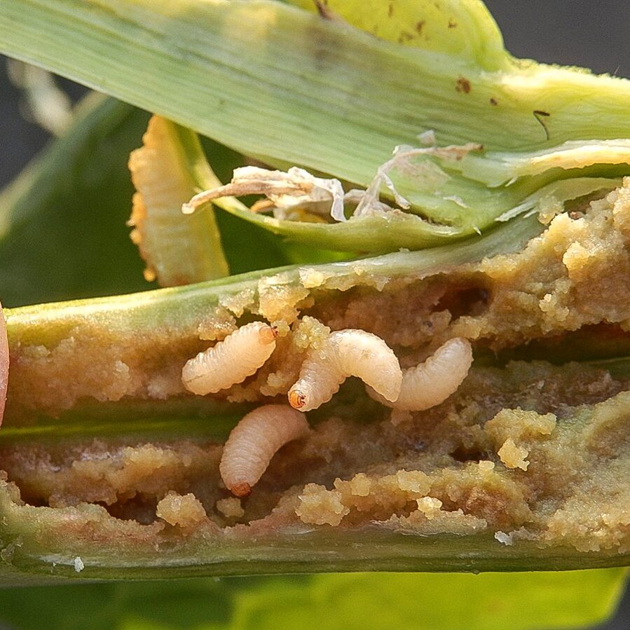 Rüssler-Larven im Raps