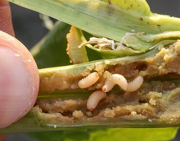 Rüssler-Larven im Raps