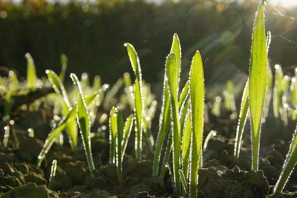 Junge Getreidepflanzen