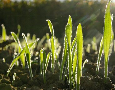 Junge Getreidepflanzen
