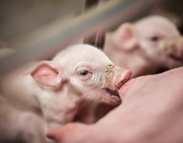 Ein junges Ferkel saugt an der Mutter