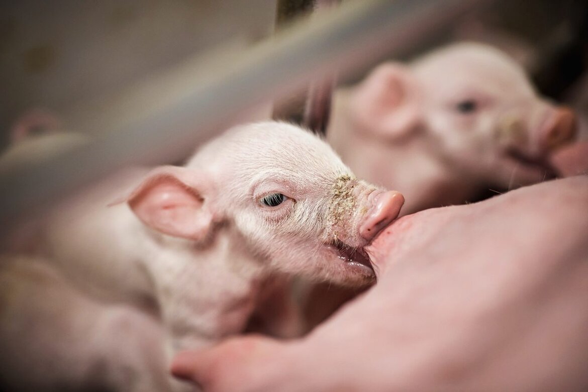 Ein junges Ferkel saugt an der Mutter