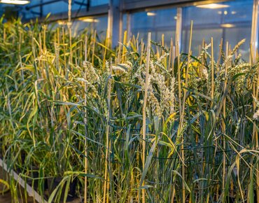Getreide Rogegen Weizen im Gewächshaus 