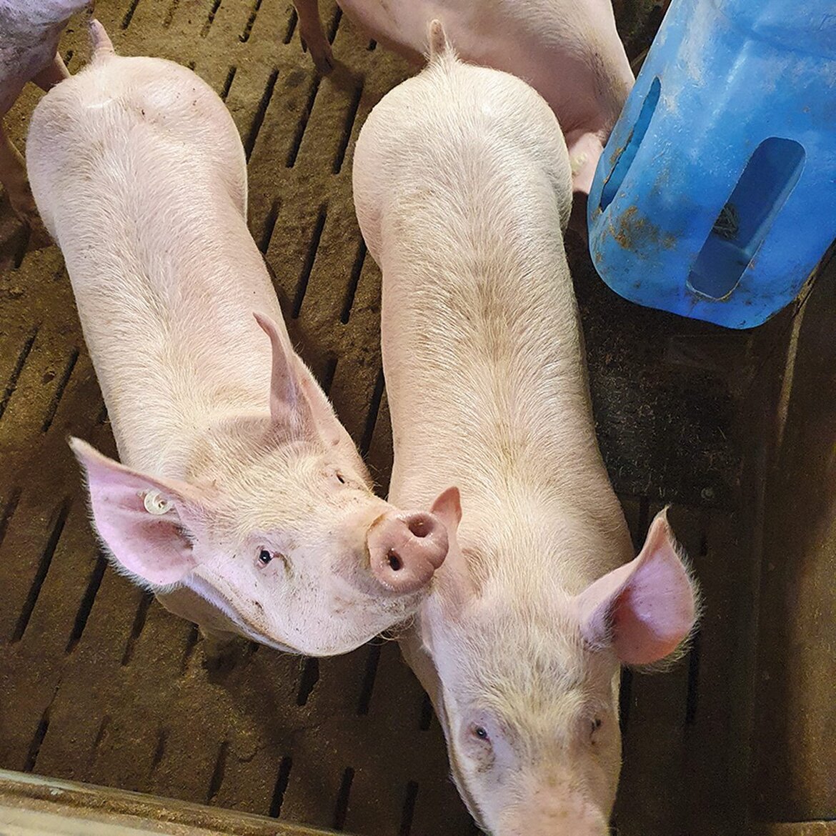 Zwei Scheine blicken von unten in die Kamera