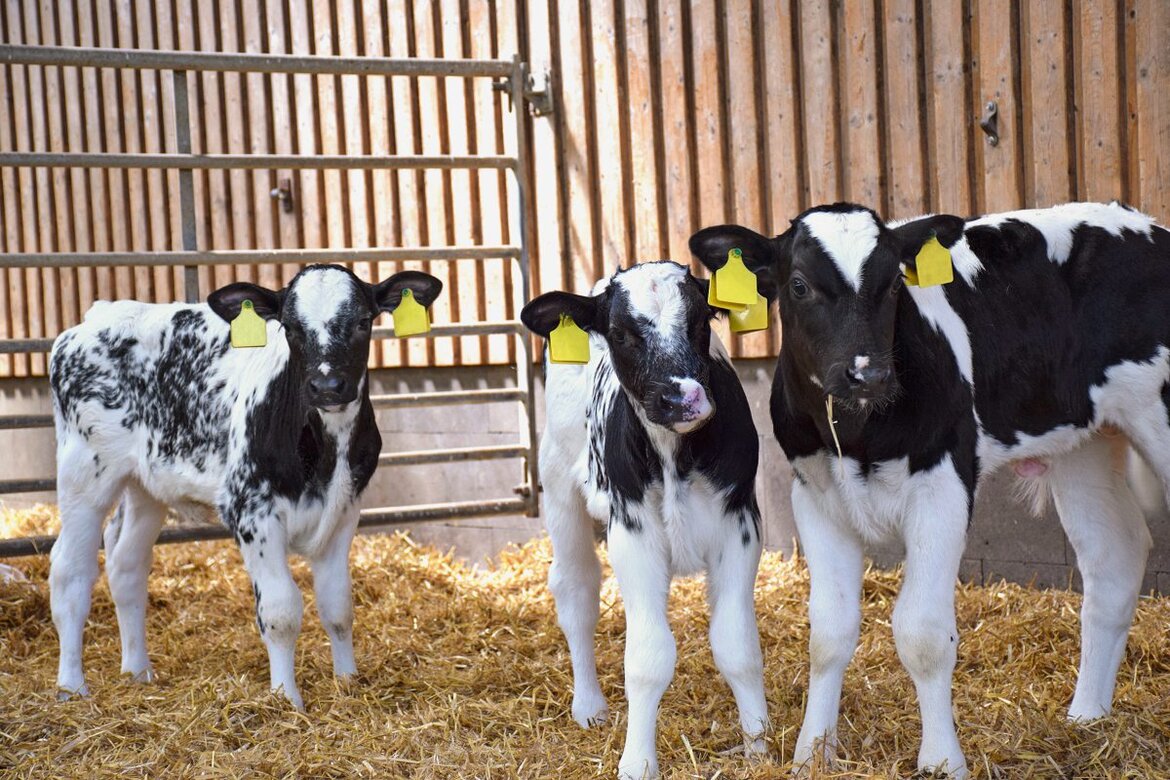 Kälber im Stall