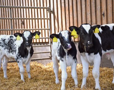 Kälber im Stall