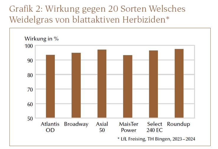 Welsches Weidelgras