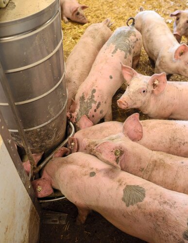 Schweine beim Futter 