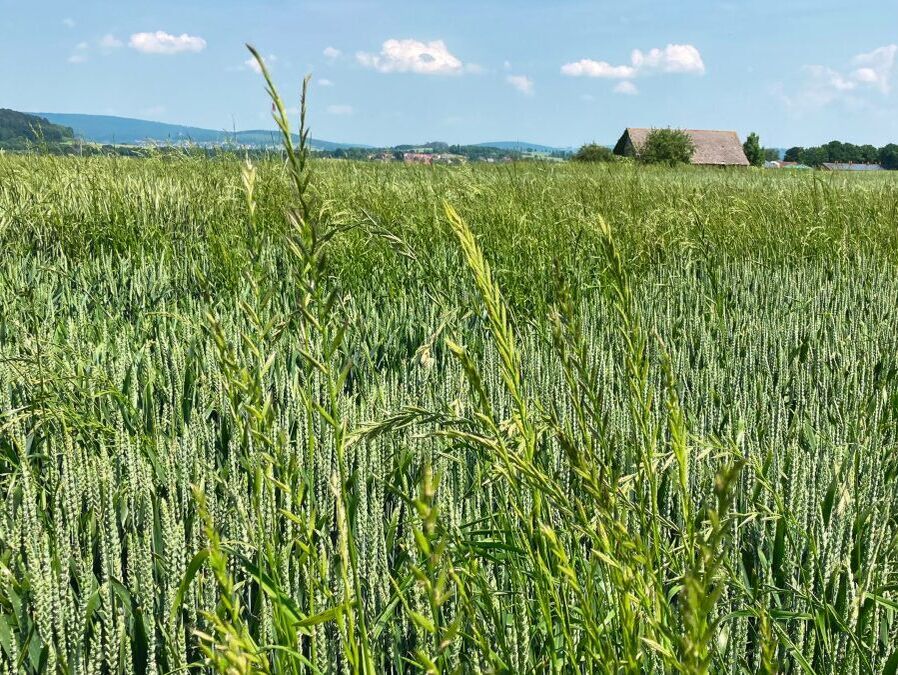 Ungrasresistenz. Wie ist die Lage auf Ihren Feldern?