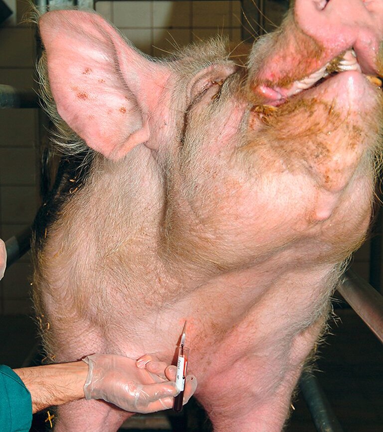 Blutabnahme bei einem Schwein