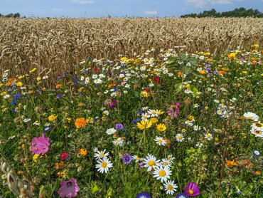 Biodiversität