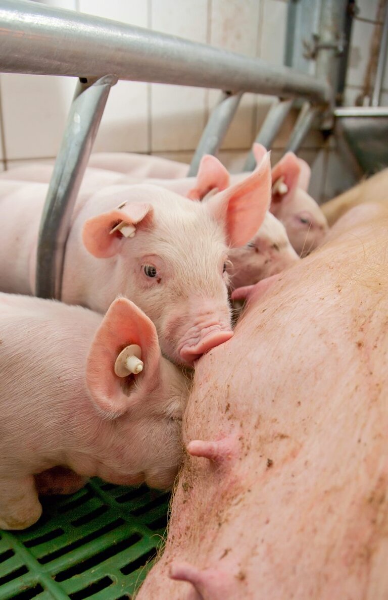 Ferkel säugen an der Sau