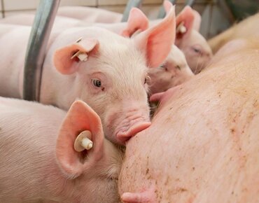 Ferkel säugen an der Sau