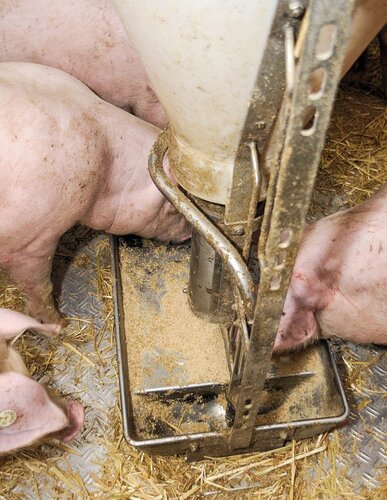 Ferkel am Futtertrog