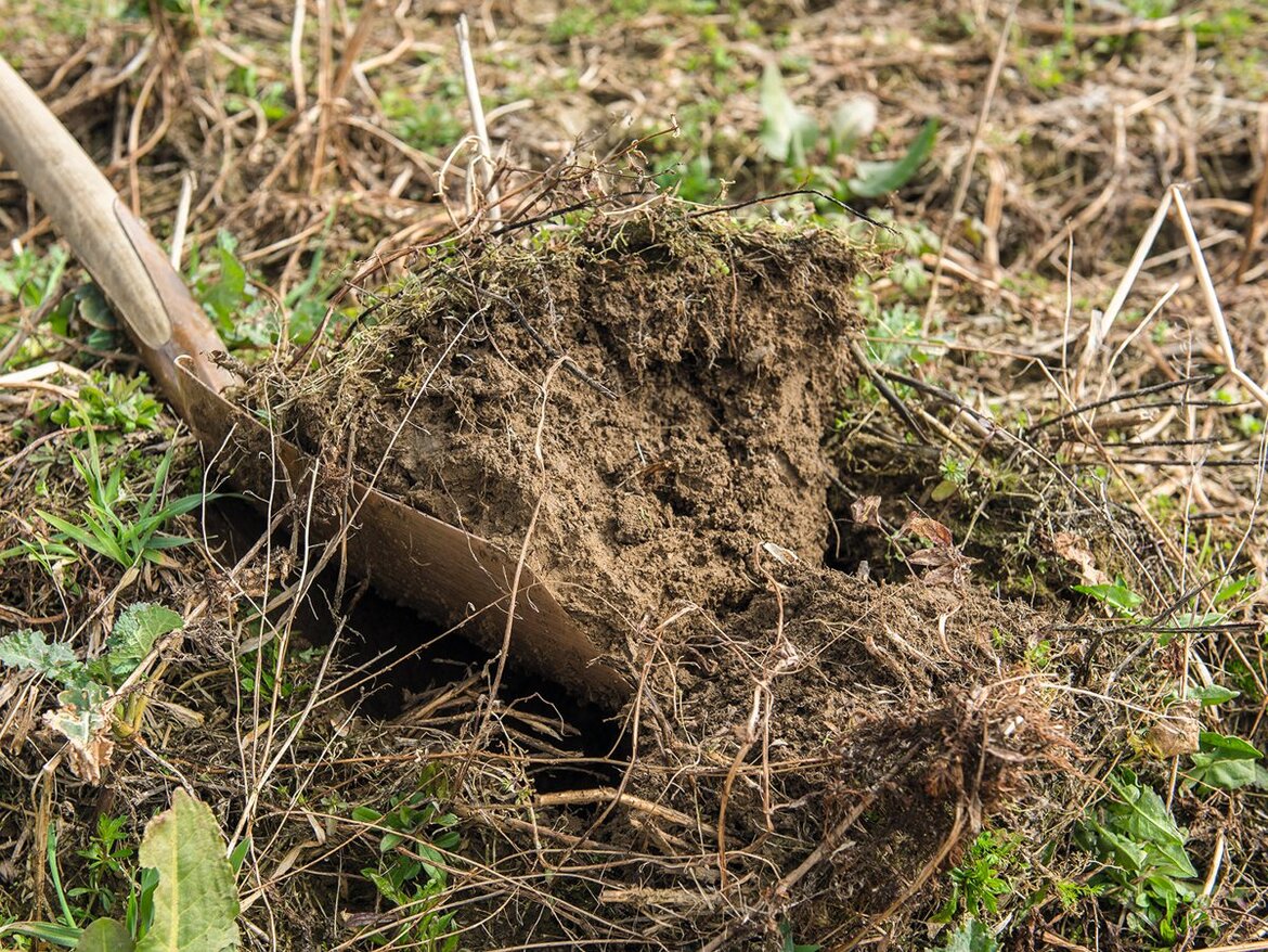 Boden wird mit einem Spaten beprobt