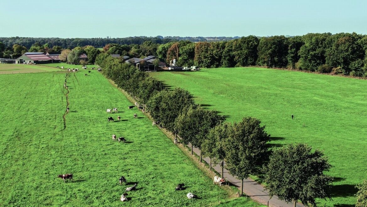 Kuh auf der Weide 