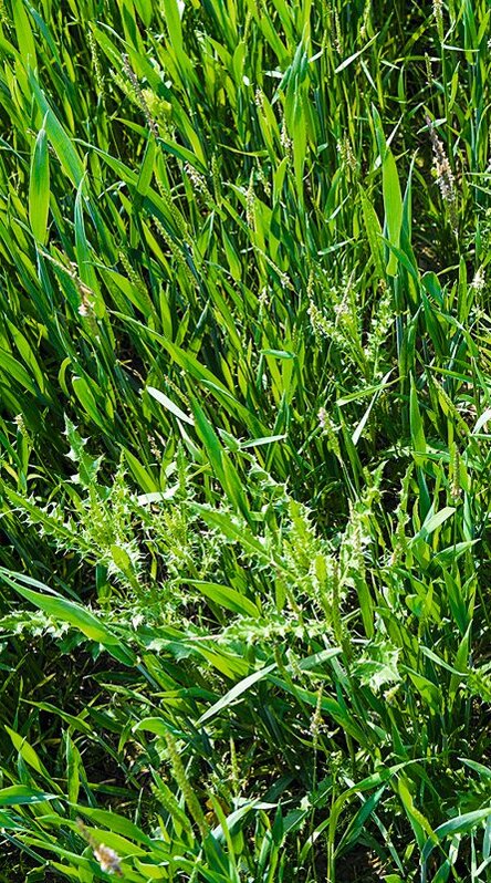 Wurzelunkraut: Distel