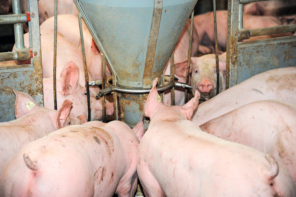 Schweine fressen an einem Trog