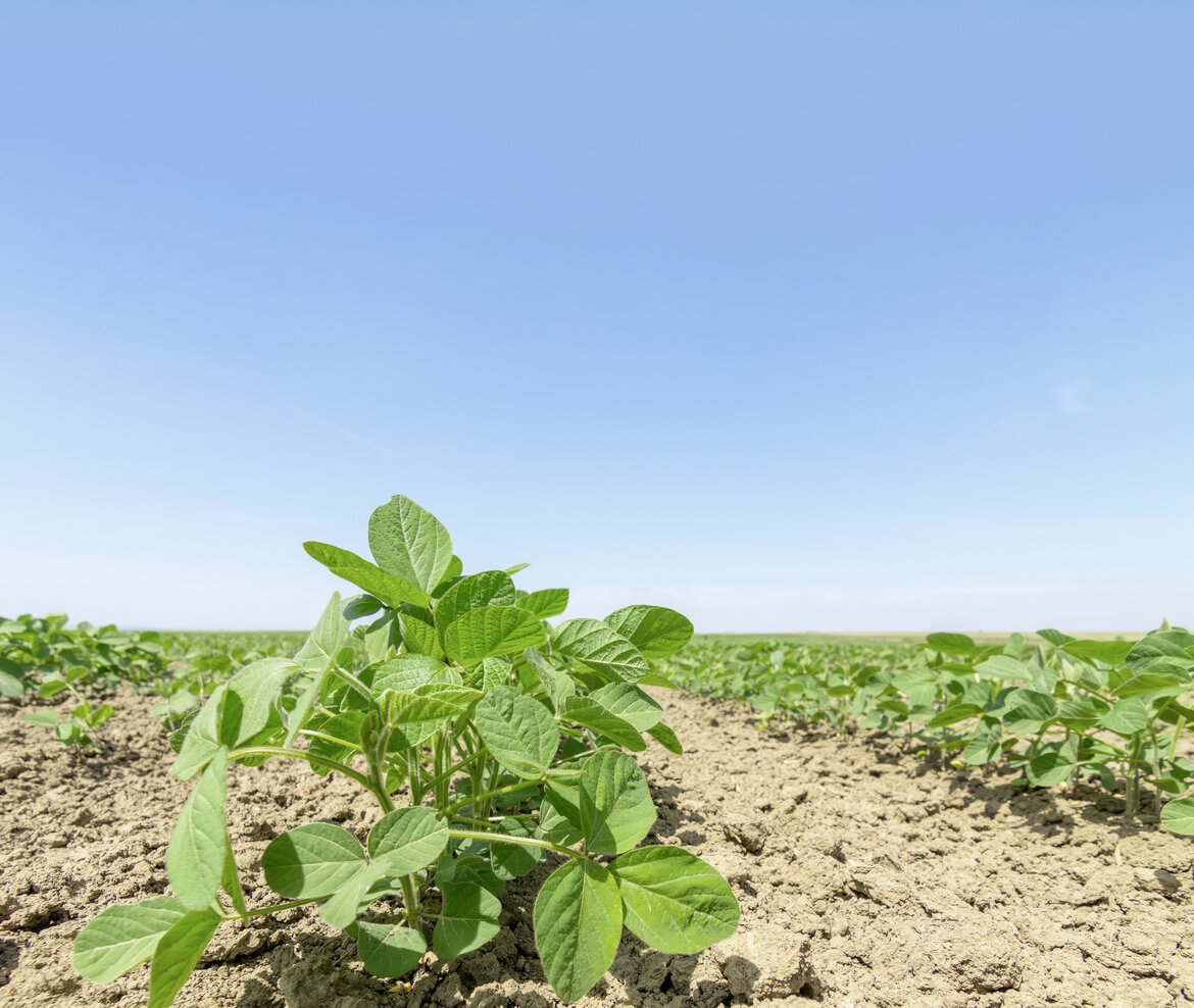 Anbaufläche mit Planzen