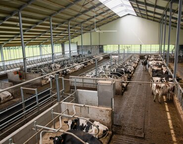 Blick von oben in einen Boxenlaufstall, Kühe liegen