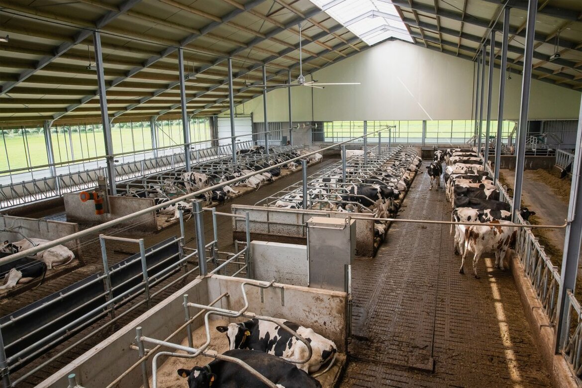 Blick von oben in einen Boxenlaufstall, Kühe liegen