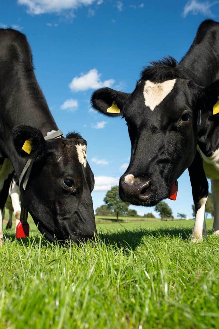 Holsteinkühe auf Weide 