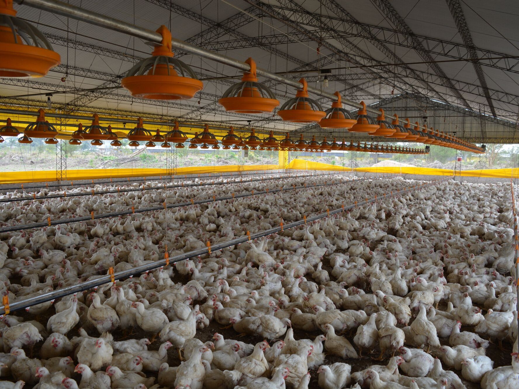 Geflügelfleisch: Brasilien treibt Produktion und Welthandel voran