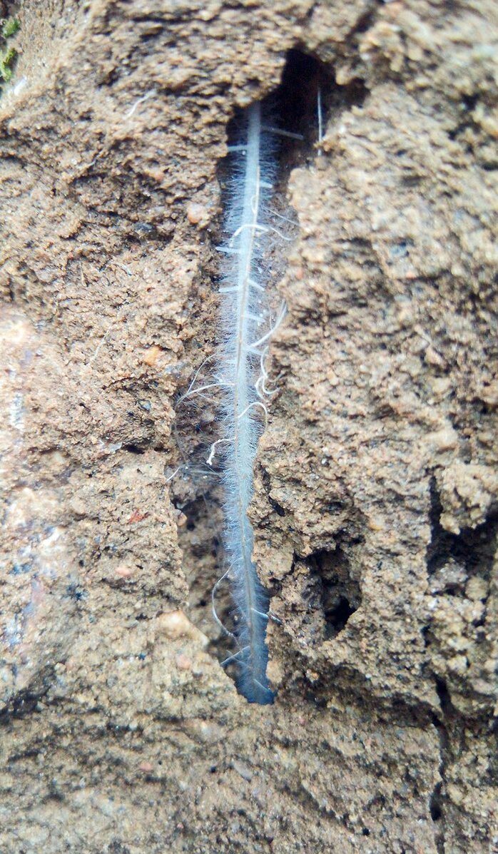 Nahaufnahme Wurzel einer Zwischenfrucht