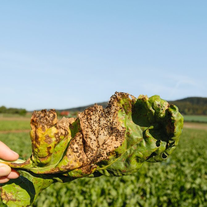 Aufnahme von einem Rübenblatt mit starkem Cercospora- Befall