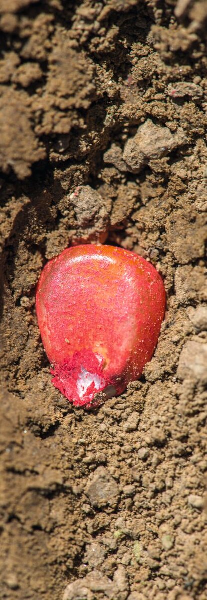 Maiskorn liegt im Saatbett