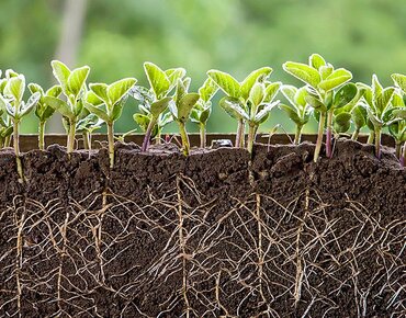 Querschnitt durchwurzelter Boden