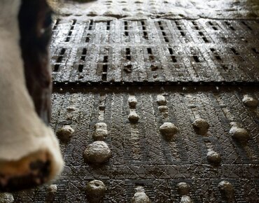 Spaltenboden im Kuhstall, die Gülle bildet Blasen