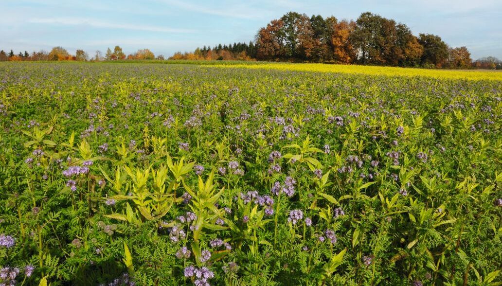 Eine Blühfläche mit Phacelia