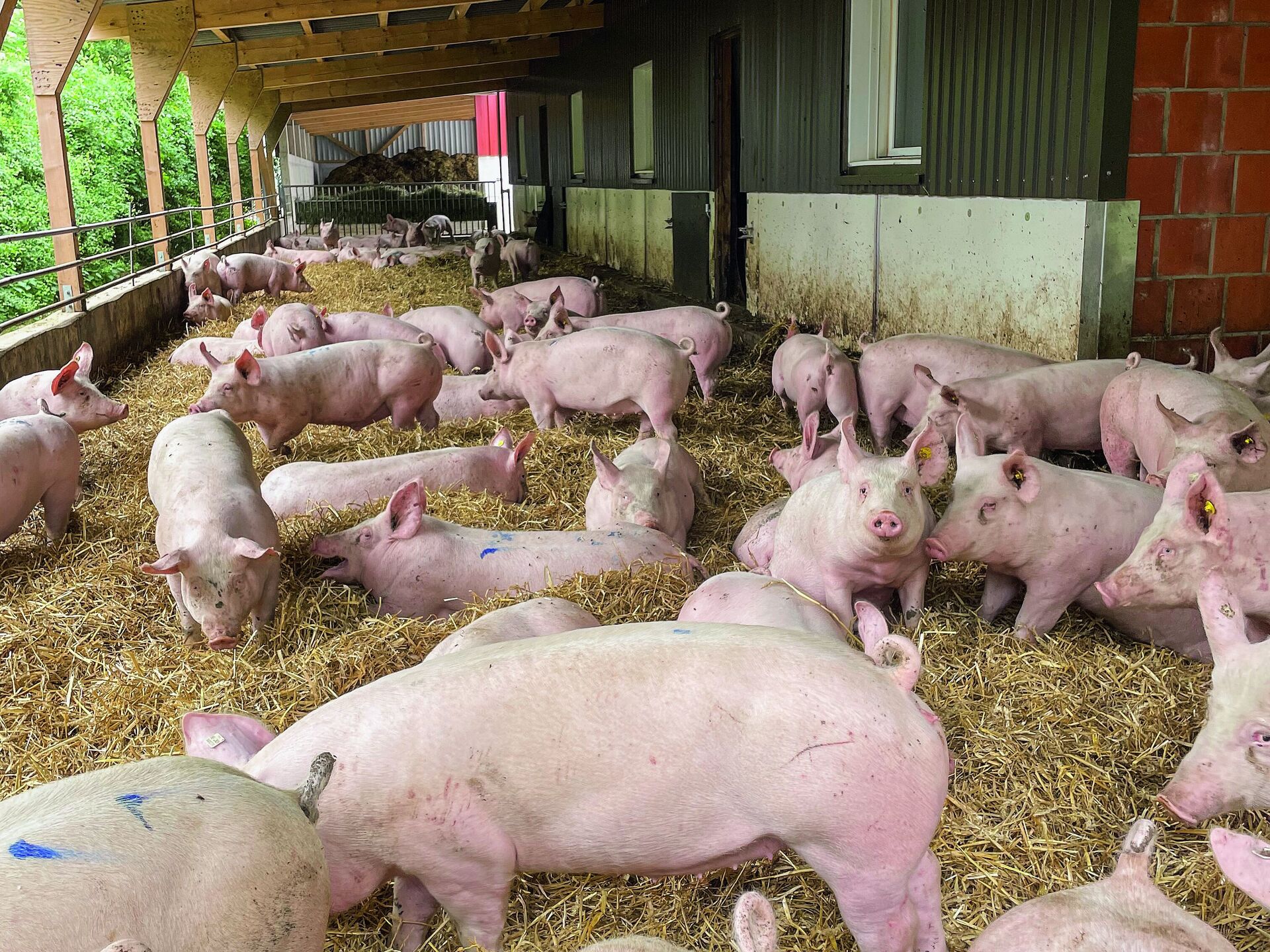 Schweineställe. Für die Zukunft gewappnet