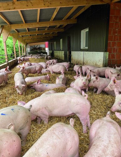 Schweine auf Stroh in einem Tierwohlstall