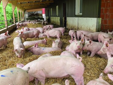 Schweine auf Stroh in einem Tierwohlstall